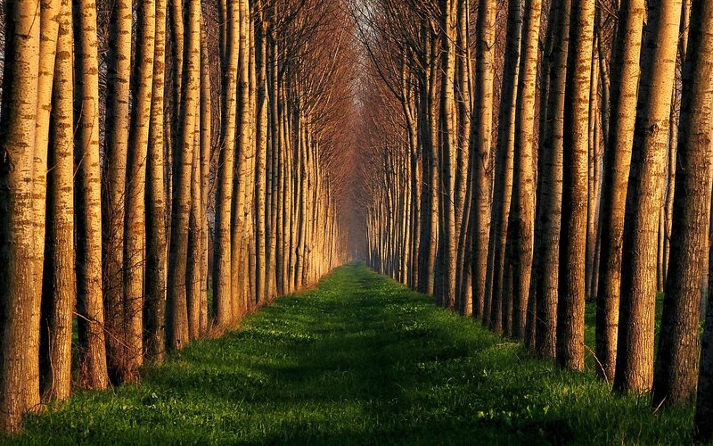 Tree-lined Path — Sunset