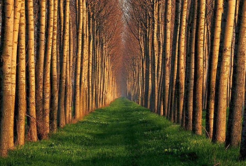Tree-lined Path