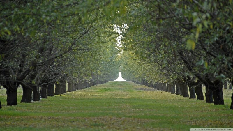 tree-lined path to a monument