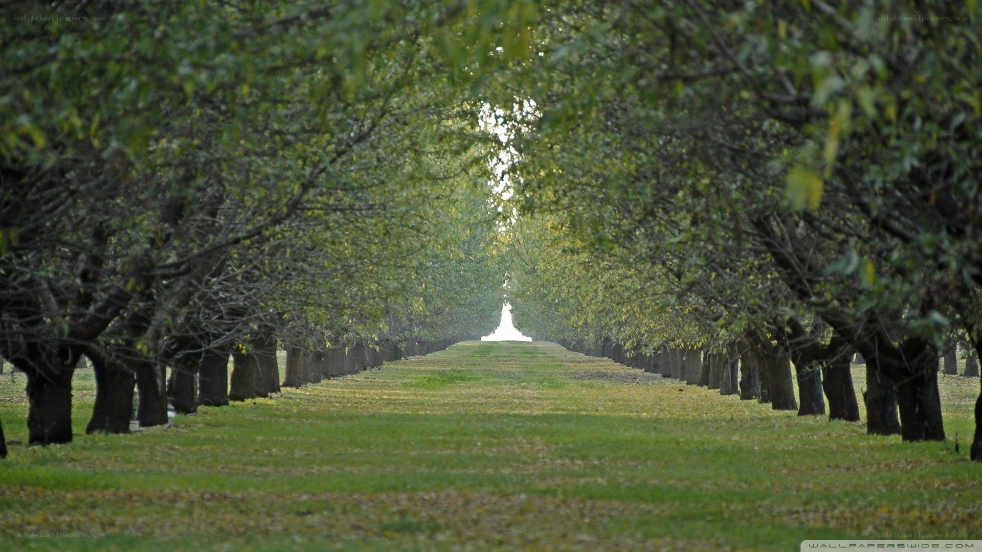 tree-lined path to a monument