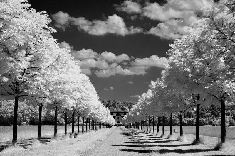 Tree-lined Path to Building — Black, Serene