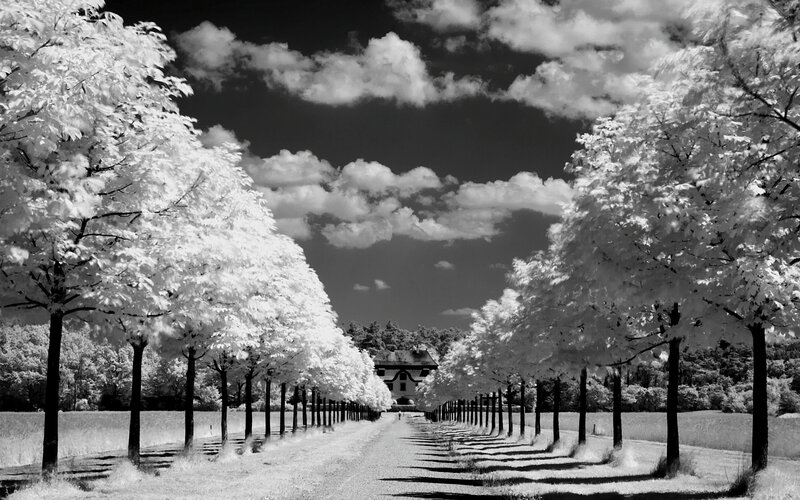 Tree-lined Path to Building