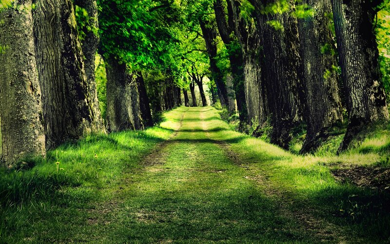 Tree-lined Path — Trees