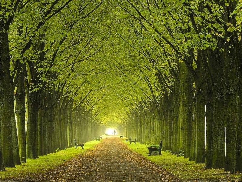 Tree-lined Path Tunnel — Green, Serene