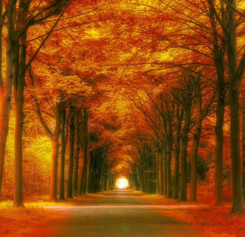 Tree-lined Path Tunnel — Orange