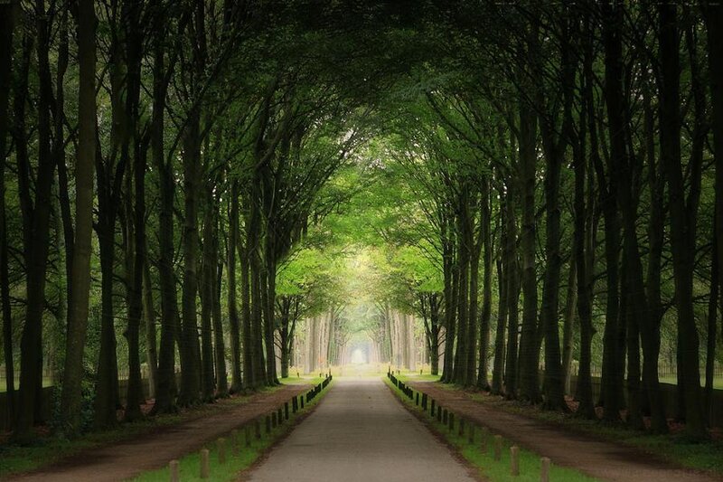 Tree-lined Path Tunnel