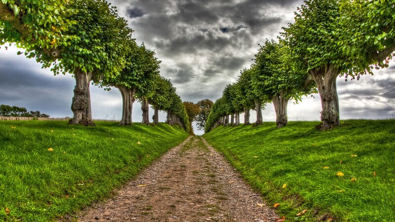 Tree-lined path under cloudy sky