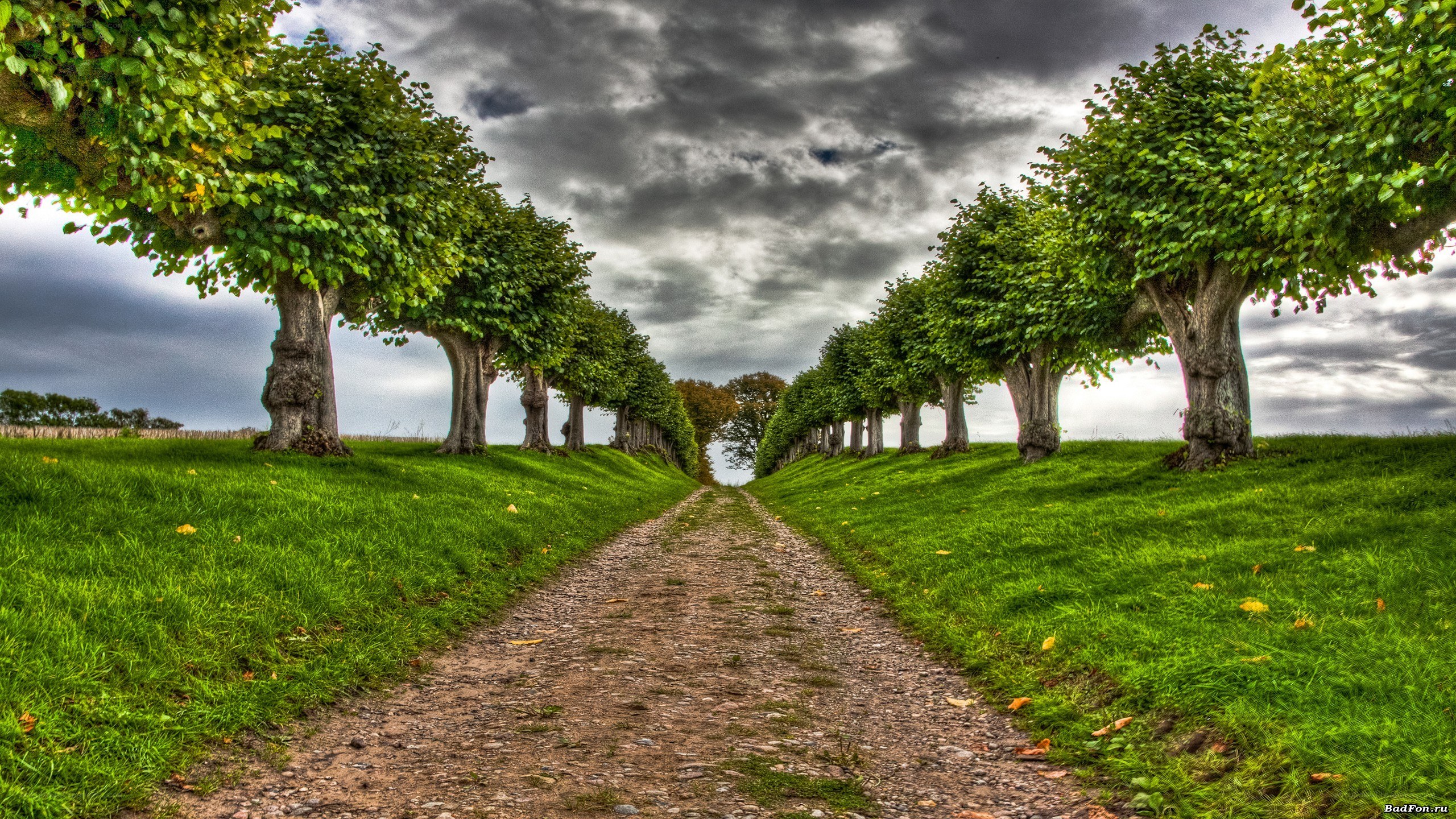 Tree-lined path under cloudy sky