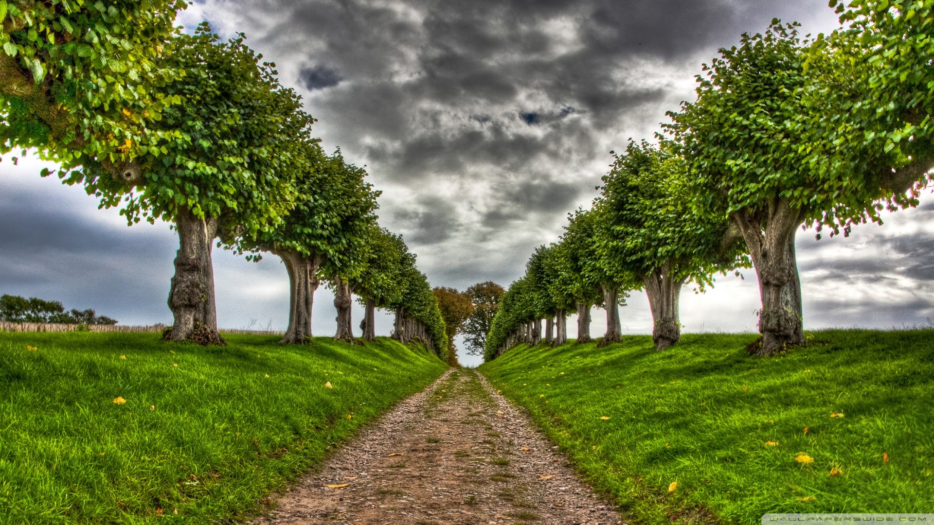 Tree-lined path under cloudy sky