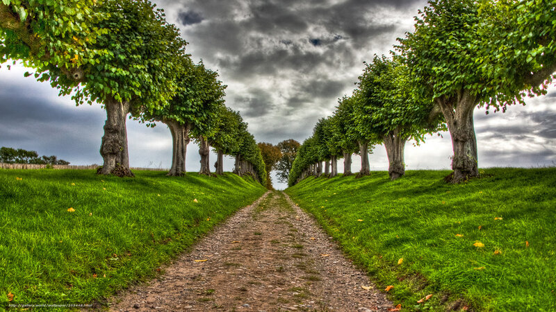 Tree-lined path under cloudy sky