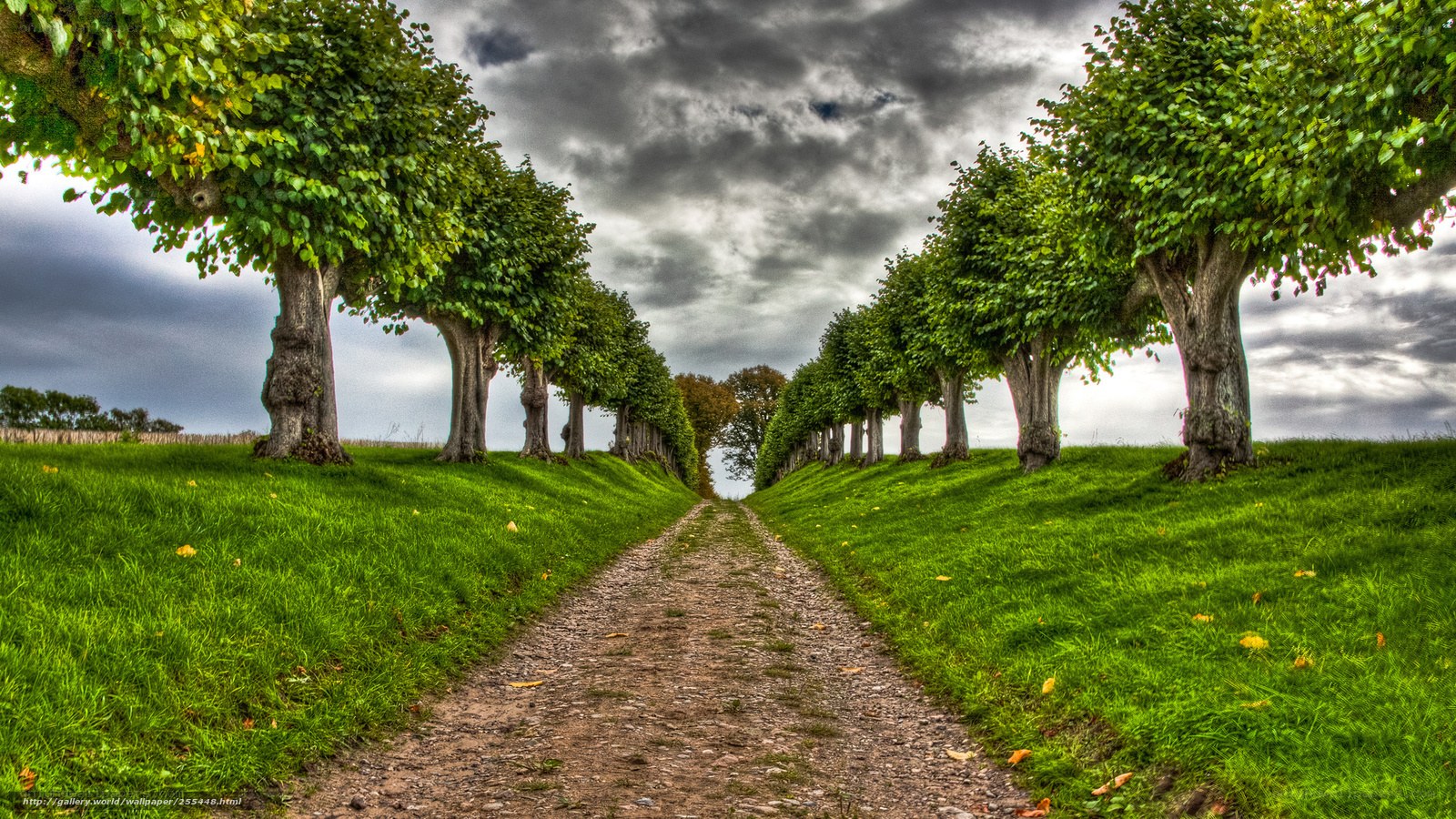 Tree-lined path under cloudy sky