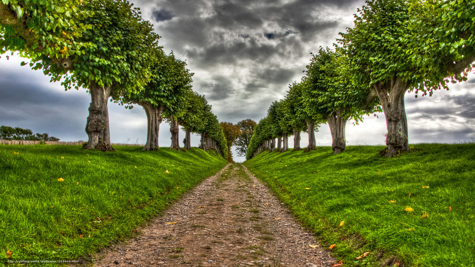 Tree-lined path under cloudy sky