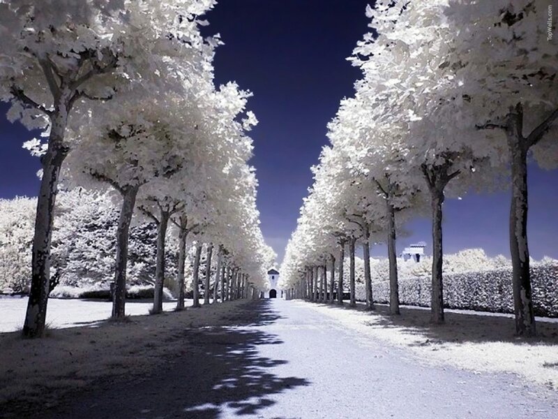 Tree-lined Path — White