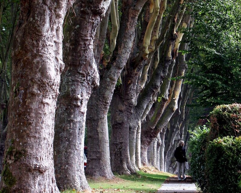 Tree-lined path with a walker