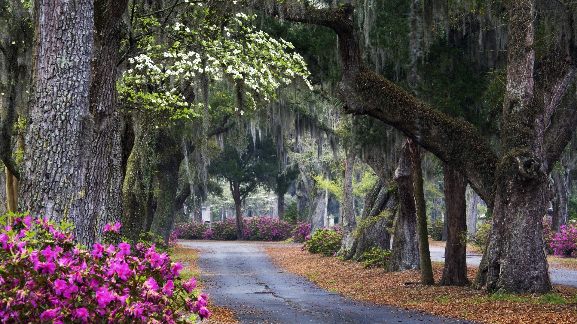 Tree-lined path with azaleas
