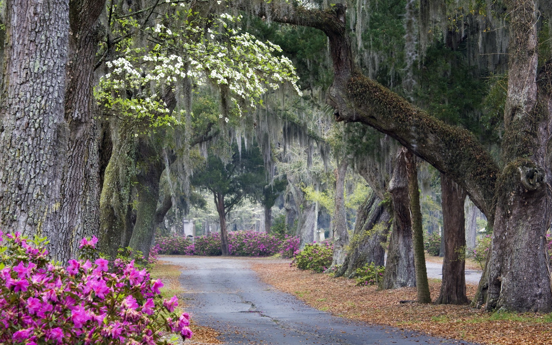 Tree-lined path with azaleas