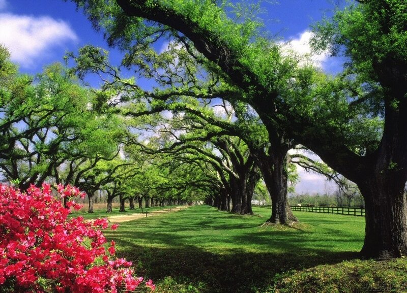 Tree-lined path with azaleas