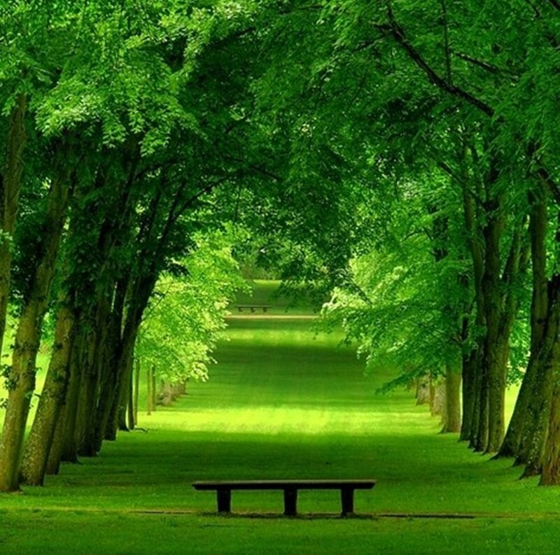 Tree-lined Path with Bench