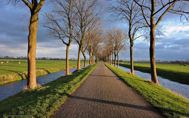 Tree-lined Path with Canal — Green, Serene