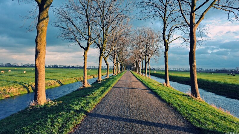 Tree-lined Path with Canal — Green