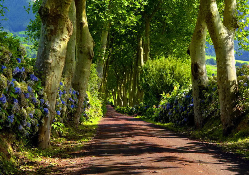Tree-lined Path with Flowers — Green, Serene, Afternoon, Photograph