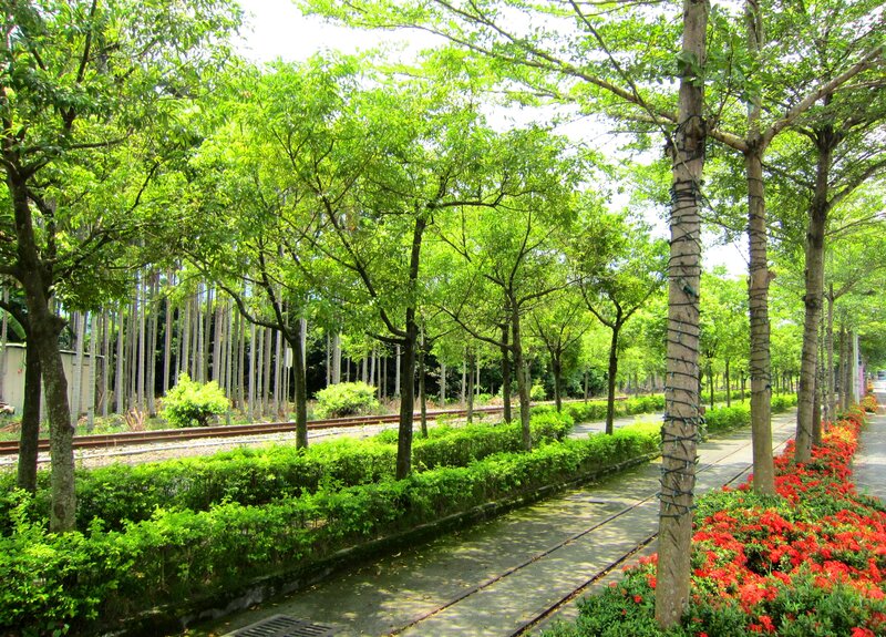 Tree-lined Path with Flowers — Green, Serene, Afternoon
