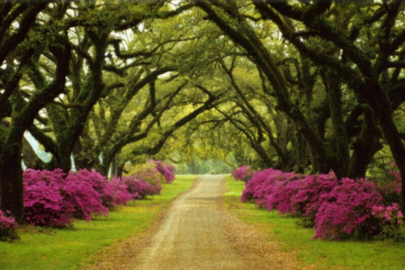 Tree-lined Path with Flowers — Green, Serene, Spring, Photograph