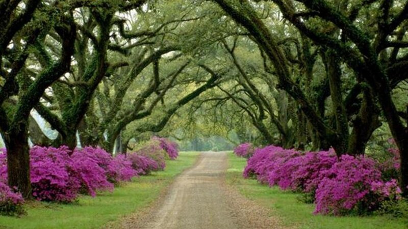 Tree-lined Path with Flowers — Green, Serene, Spring, Photograph, Trees, Grass