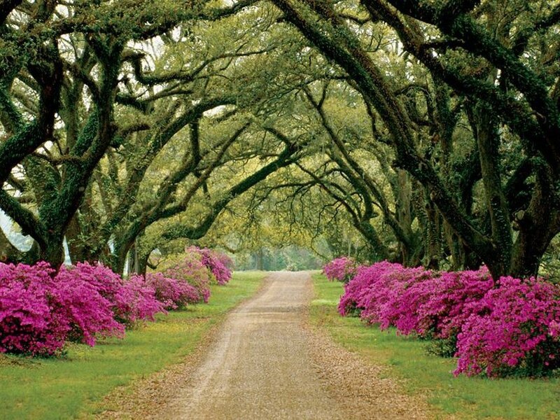 Tree-lined Path with Flowers — Green, Serene, Spring, Photograph, Trees