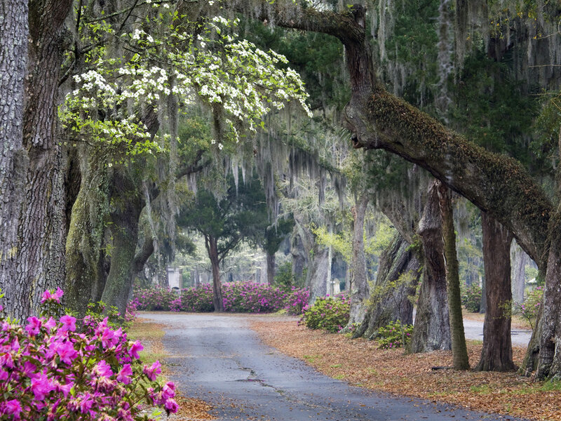 Tree-lined Path with Flowers — Green, Serene, Spring