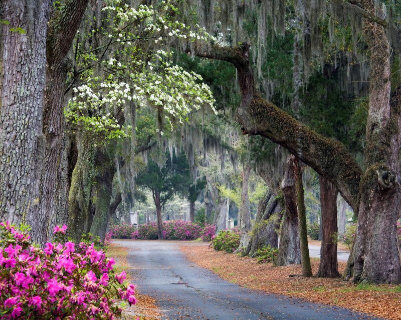Tree-lined Path with Flowers — Green, Serene
