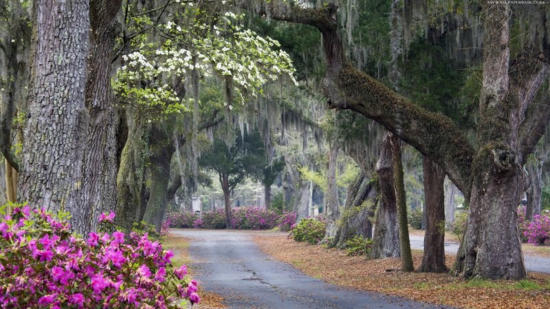 Tree-lined Path with Flowers — Green