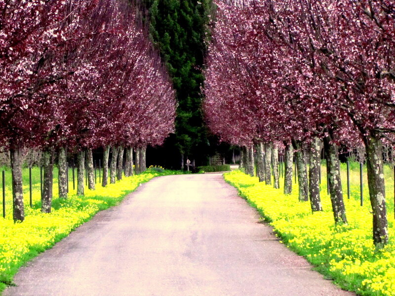 Tree-lined Path with Flowers — Purple