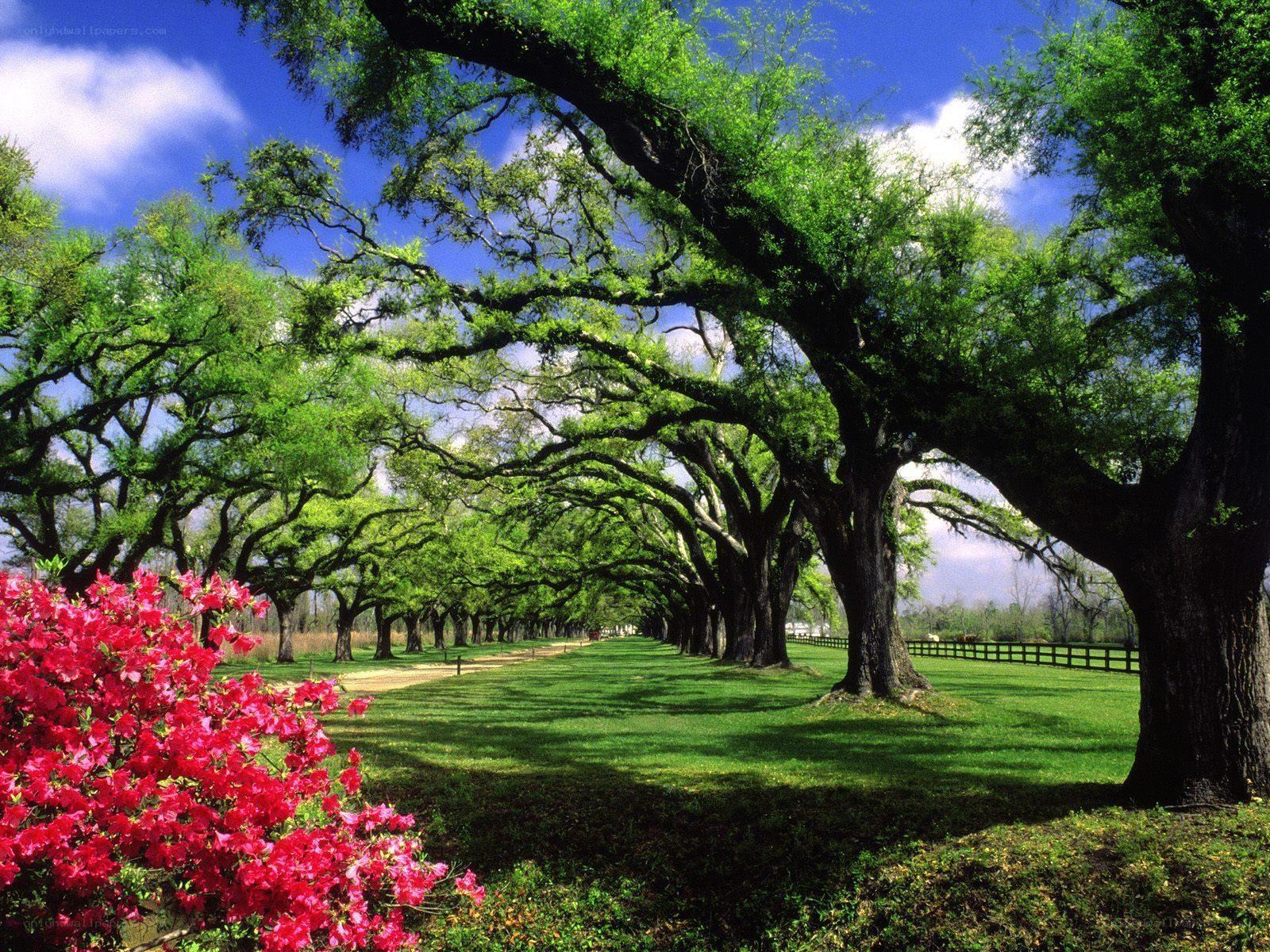 Tree-lined path with flowers