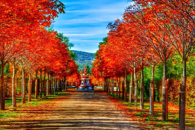 Tree-lined Path with Fountain