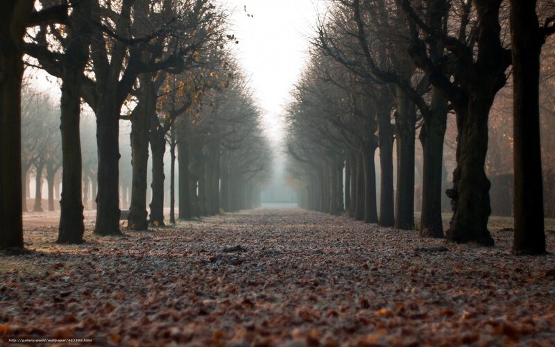 Tree-lined Path with Leaves — Brown