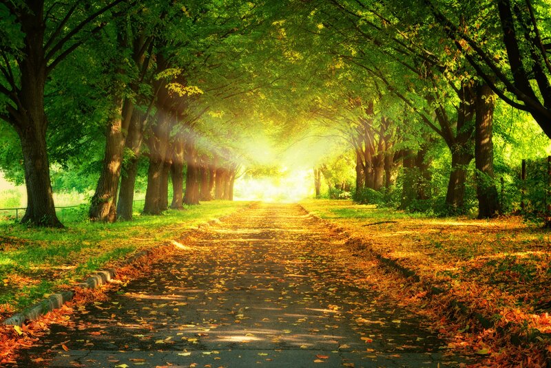 Tree-lined Path with Leaves — Green, Serene, Afternoon