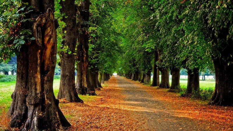 Tree-lined Path with Leaves — Green, Serene