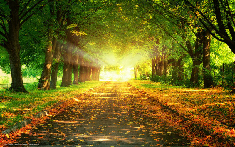 Tree-lined Path with Leaves — Green
