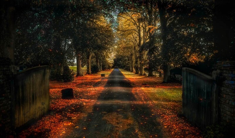 Tree-lined Path with Leaves — Orange