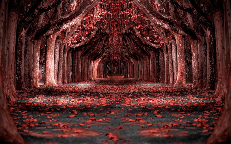 Tree-lined Path with Leaves — Red, Dramatic