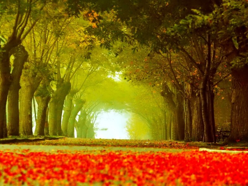 Tree-lined Path with Leaves — Red, Serene, Autumn