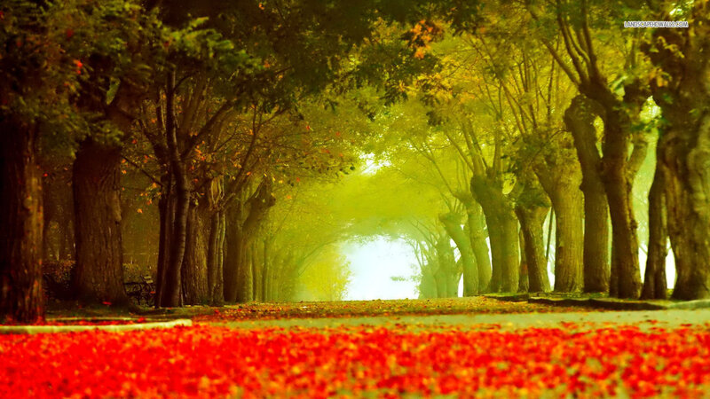 Tree-lined Path with Leaves — Red, Serene