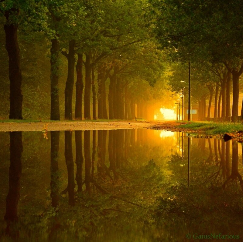 Tree-lined Path with Puddle
