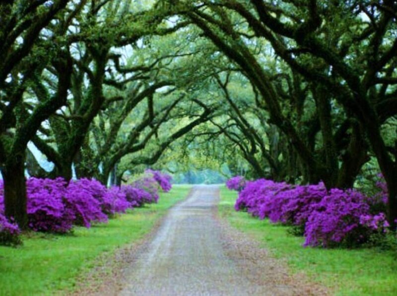 Tree-lined path with purple flowers