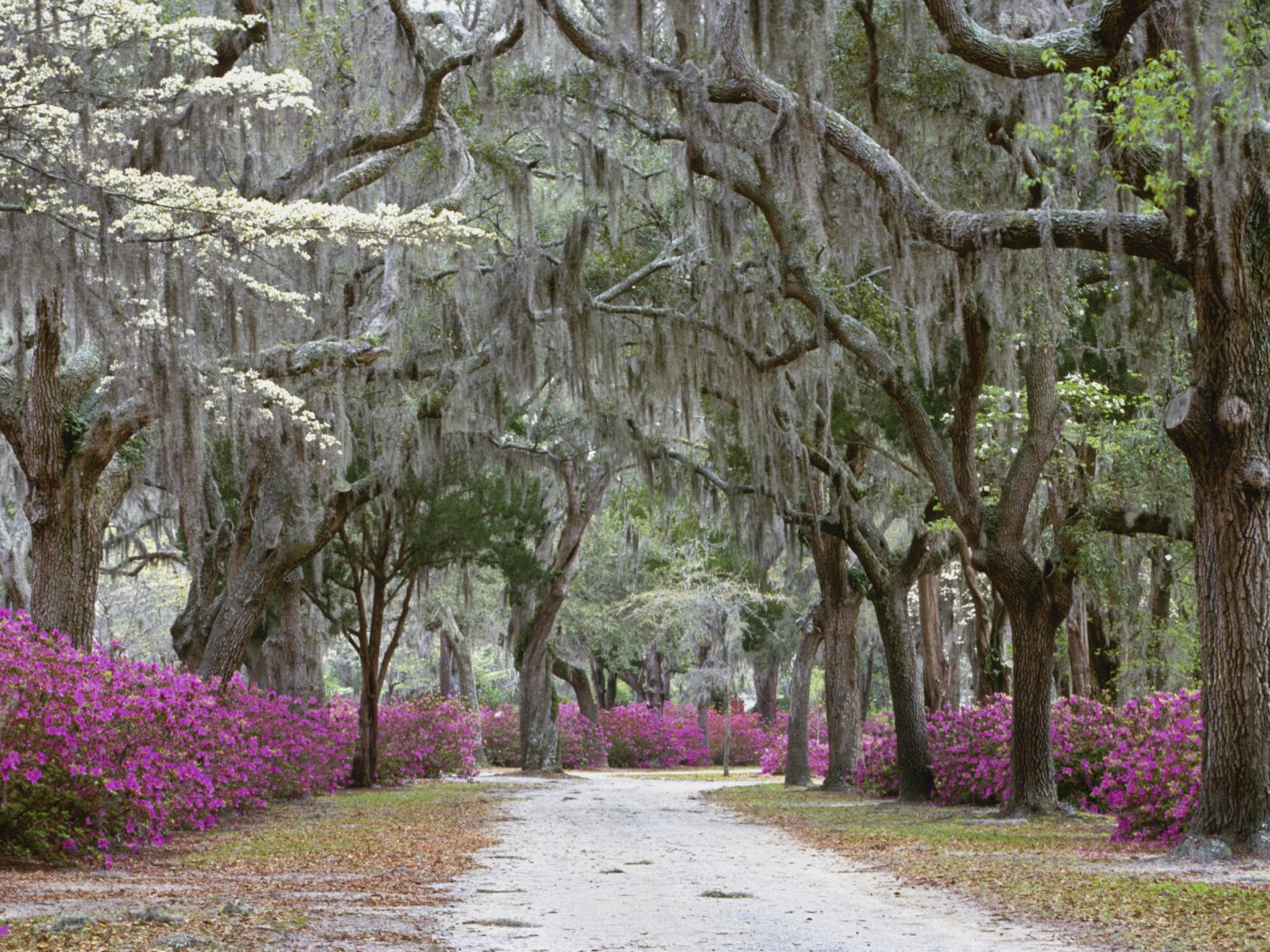 Tree-lined path with purple flowers