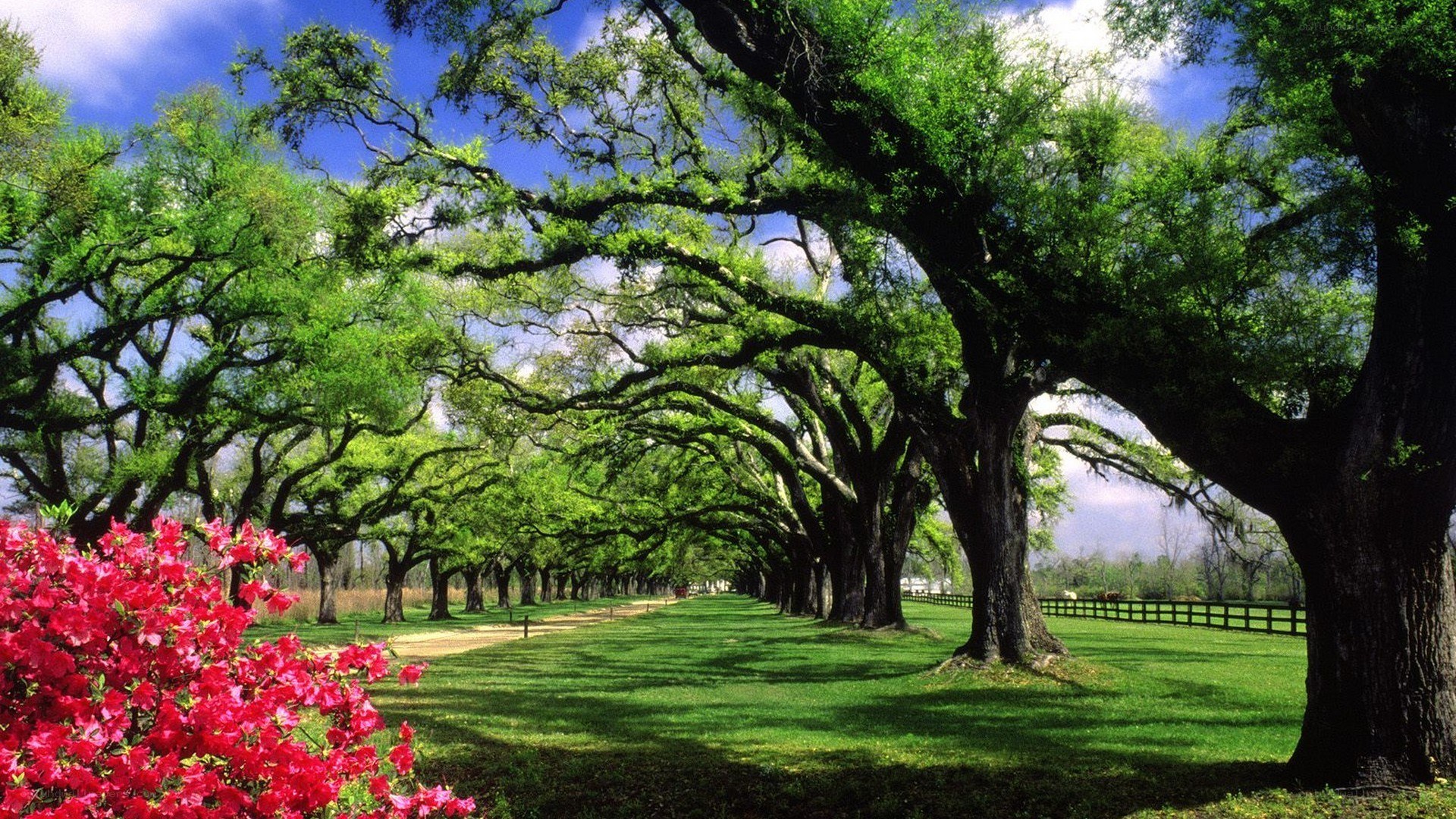 Tree-lined path with red flowers