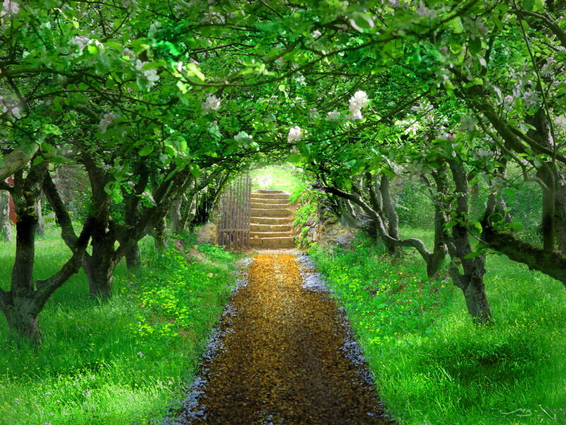 Tree-lined Path with Stairs