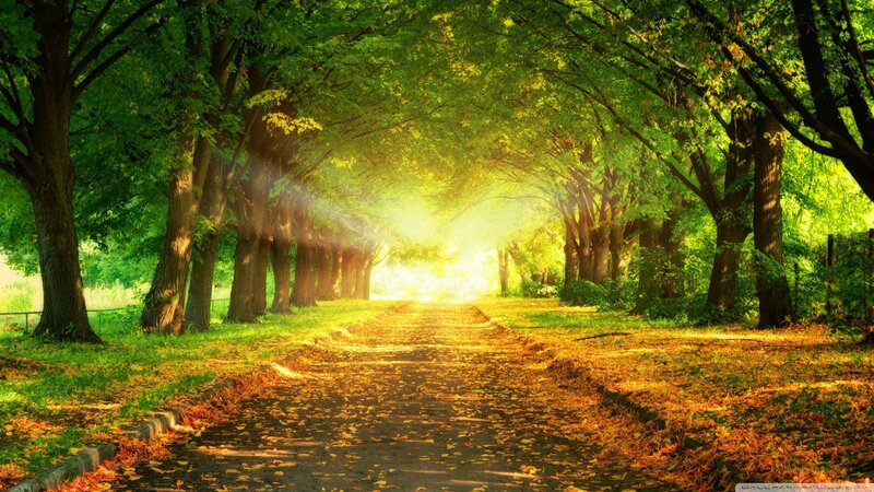 Tree-lined Path with Sunlight