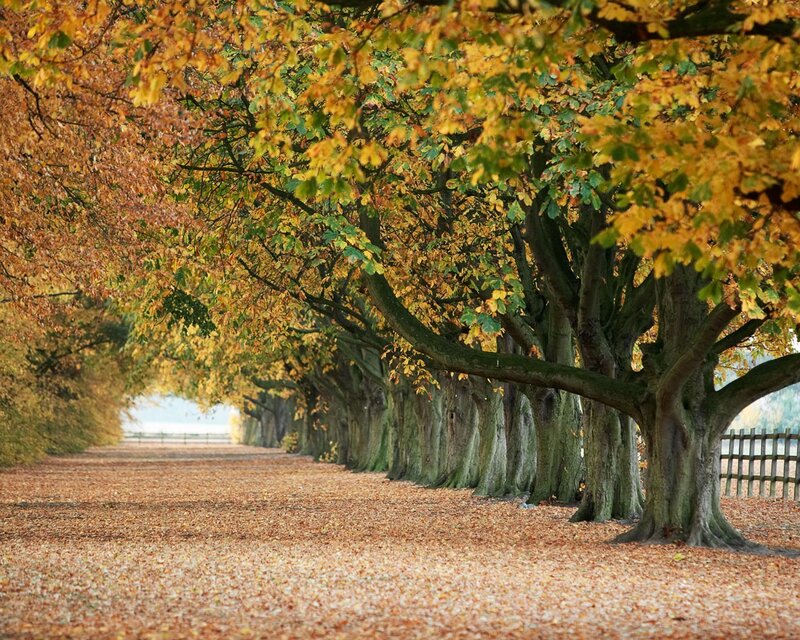 Tree-lined Path — Yellow, Serene, Autumn, Photograph